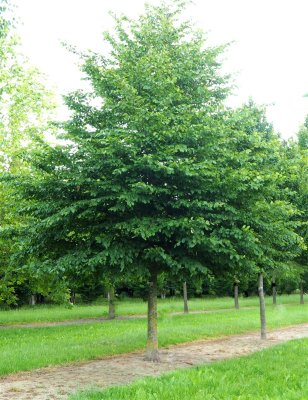 Laubbäume und Nadelbäume als...