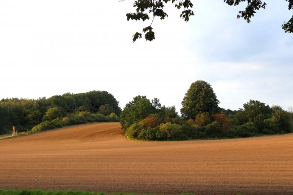     Im landschaftspr&auml;genden Knick...