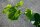 Winterlinde - Tilia cordata