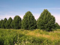 Winterlinde - Tilia cordata 50-80 cm, 3 jährig verschulter Sämling, wurzelnackt