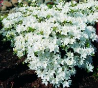 Rhododendron obtusum Kermesina Alba - Japanische Azalee