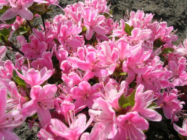 Rhododendron obtusum Kermesina Rose - Japanische Azalee 20-25 cm, im 3 Liter Container
