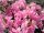 Rhododendron obtusum Kermesina Rose - Japanische Azalee 20-25 cm, im 3 Liter Container