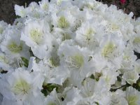 Japanische Azalee Maischnee - Rhododendron obtusum Maischnee