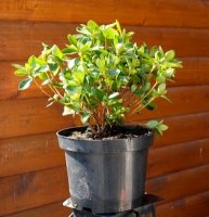 Japanische Azalee Maischnee - Rhododendron obtusum Maischnee