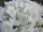Japanische Azalee Maischnee - Rhododendron obtusum Maischnee