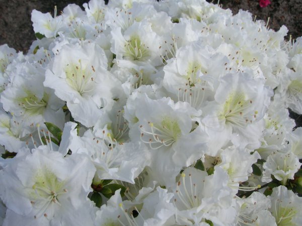 Rhododendron obtusum Maischnee - Japanische Azalee 30-35 cm, im 3 Liter Container