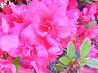 Rhododendron obtusum Maraschino®- Japanische Azalee