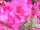 Japanische Azalee Maraschino&reg; - Rhododendron obtusum