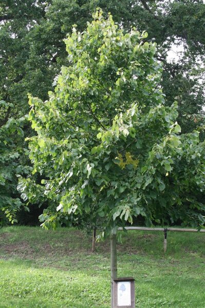 Sommerlinde - Tilia platyphyllos 100-150 cm, leichter Heister, 1 x verpflanzt, wurzelnackt
