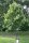 Sommerlinde - Tilia platyphyllos 100-150 cm, leichter Heister, 1 x verpflanzt, wurzelnackt