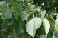Sommerlinde - Tilia platyphyllos Hochstamm, Stammumfang 10-12 cm, 2x verpflanzt wurzelnackt