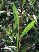 Kopf-, Silberweide - Salix alba 120-150 cm, 1jährig bewurzeltes Steckholz, wurzelnackt