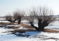 Kopf-, Silberweide - Salix alba 120-150 cm, 1jährig bewurzeltes Steckholz, wurzelnackt