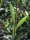 Kopf-, Silberweide - Salix alba 120-150 cm, 1jährig bewurzeltes Steckholz, wurzelnackt