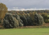 Kopf-, Silberweide - Salix alba 60-100 cm, Strauch im 3...