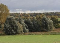 Kopf-, Silberweide - Salix alba 150-200 cm, Heister im...