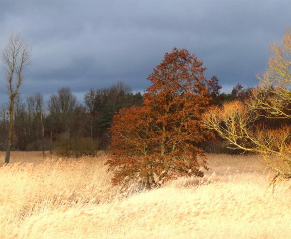 Schwarzerle - Alnus glutinosa 50-80 cm, 3 jährig verschulter Sämling, wurzelnackt