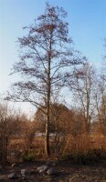 Schwarzerle - Alnus glutinosa 50-80 cm, 3 jährig verschulter Sämling, wurzelnackt