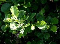 Schwarzerle - Alnus glutinosa 50-80 cm, 3 jährig verschulter Sämling, wurzelnackt