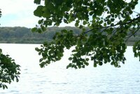 Schwarzerle - Alnus glutinosa 50-80 cm, 3 jährig verschulter Sämling, wurzelnackt