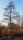 Schwarzerle - Alnus glutinosa 50-80 cm, 3 jährig verschulter Sämling, wurzelnackt
