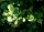 Schwarzerle - Alnus glutinosa 50-80 cm, 3 jährig verschulter Sämling, wurzelnackt
