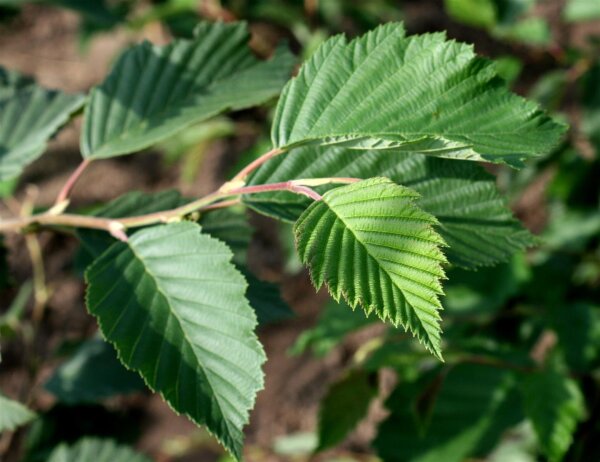 Weißerle - Alnus incana 50-80 cm, 3 jährig verschulter Sämling, wurzelnackt