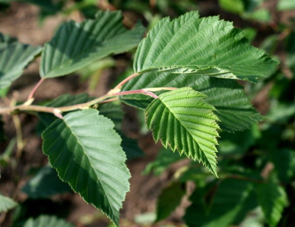 Weißerle - Alnus incana 150-200 cm, Heister im 7,5 Liter Container