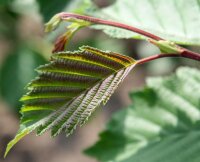 Weißerle - Alnus incana 150-200 cm, Heister im 7,5 Liter Container