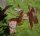 Amberbaum - Liquidambar styraciflua