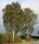 Sandbirke - Hängebirke - Betula pendula 50-80 cm, 3 jährig verschulter Sämling, wurzelnackt