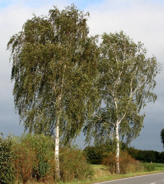 Sandbirke - Hängebirke - Betula pendula 100-150 cm, leichter Heister, 1 x verpflanzt, wurzelnackt