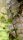 Moorbirke - Betula pubescens 150-200 cm, Heister im 7,5 Liter Container