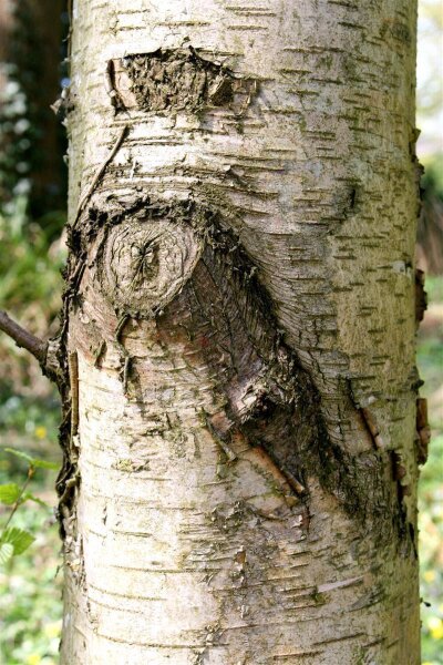 Moorbirke - Betula pubescens Hochstamm, Stammumfang 10-12 cm, 2x verpflanzt mit Ballen