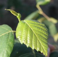 Moorbirke - Betula pubescens Hochstamm, Stammumfang 10-12 cm, 2x verpflanzt mit Ballen