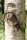 Moorbirke - Betula pubescens Hochstamm, Stammumfang 10-12 cm, 2x verpflanzt mit Ballen