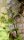 Moorbirke - Betula pubescens Hochstamm, Stammumfang 10-12 cm, 2x verpflanzt mit Ballen