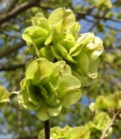 Feldulme - Ulmus carpinifolia 50-80 cm, 3 j&auml;hrig...