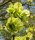 Feldulme - Ulmus carpinifolia 50-80 cm, 3 jährig verschulter Sämling, wurzelnackt
