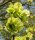 Feldulme - Ulmus carpinifolia 80-120 cm, 3 jährig verschulter Sämling, wurzelnackt