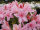 Rhododendron viscosum Soir de Paris - Azalee