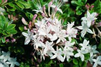 Rhododendron viscosum Sommerduft - Azalee