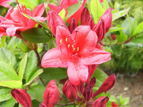 Rhododendron viscosum Kaminduft - Azalee