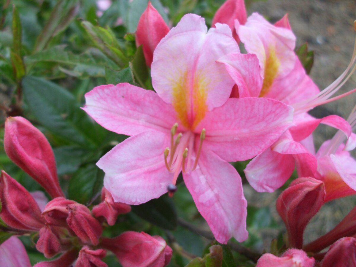 saure erde fr rhododendron Rhododendronerde