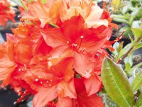 Azalee Parkfeuer - Rhododendron luteum