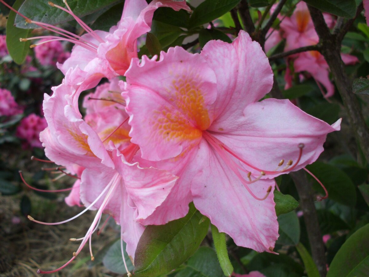 rhododendron kaempferi Rhododendron kaempferi