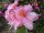 Azalee Stefanie - Rhododendron luteum