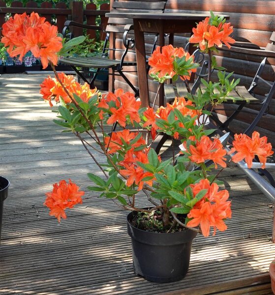 Sommergrüne Azalee Winston Churchill Rhododendron mollis x sinensis 30-40 cm, im 5-Liter Container