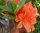 Rhododendron mollis Winston Churchill  - Azalee 50-60 cm, im 7,5 Liter Container